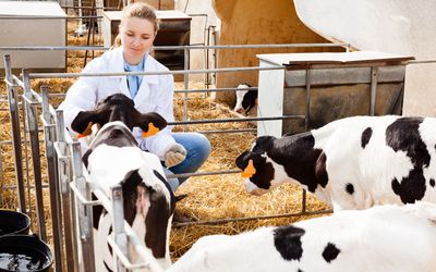 Tierärztin in der Nutztierpraxis - credit: iStock