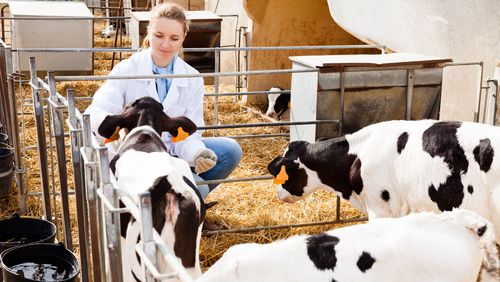 Tierärztin in der Nutztierpraxis - credit: iStock