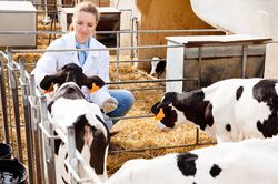 Tierärztin in der Nutztierpraxis - credit: iStock