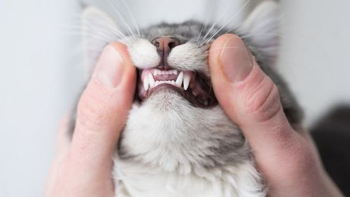 iStock