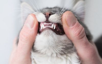 iStock