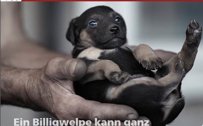 Illegaler Welpenhandel im Internet