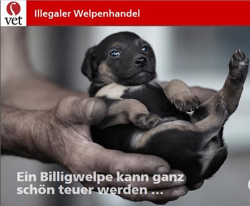 Illegaler Welpenhandel im Internet