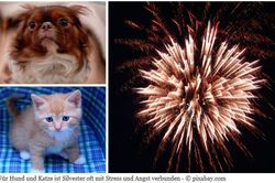 Tiere und Silvesterkracher