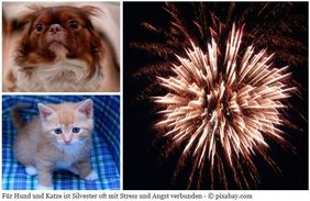 Tiere und Silvesterkracher