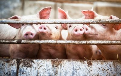 Landesstelle Kärnten zu den Vorfällen in einem Unterkärntner Schweinemast- und Schlachtbetrieb