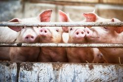 Landesstelle Kärnten zu den Vorfällen in einem Unterkärntner Schweinemast- und Schlachtbetrieb