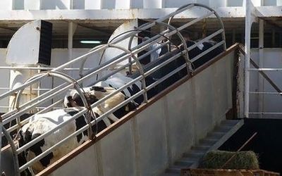 Tiertransporte © Animal Welfare Foundation