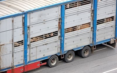 Tiertransport