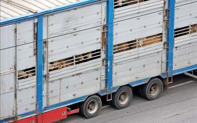 Tiertransporte