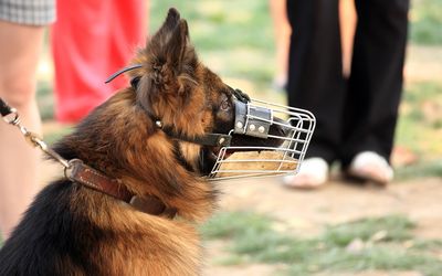 Hund mit Maulkorb