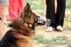 Hund mit Maulkorb