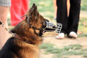 Hund mit Maulkorb