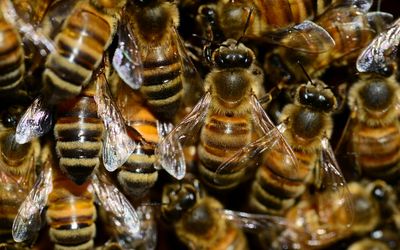 Erste Bienenfachärzte in Wien ausgebildet