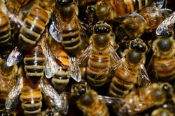 Erste Bienenfachärzte in Wien ausgebildet