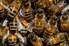 Erste Bienenfachärzte in Wien ausgebildet