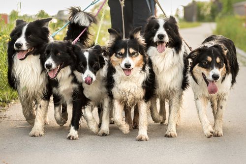 ÖTK-Hundezertifikat