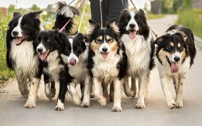 ÖTK-Hundezertifikat