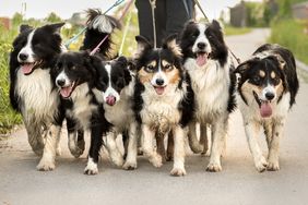 ÖTK-Hundezertifikat