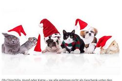 Katzen und Hunde