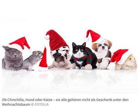 Katzen und Hunde