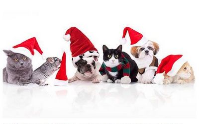 Katzen und Hunde