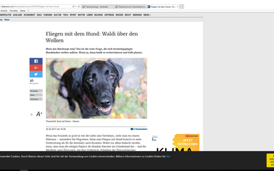 Fliegen mit dem Hund: Waldi über den Wolken