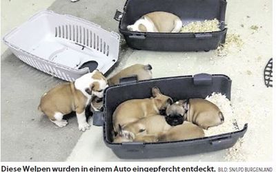 Welpenschmuggel