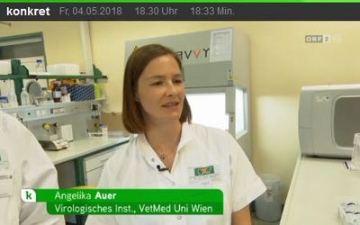 Auszug aus ORF-Beitrag/Hundestaupe