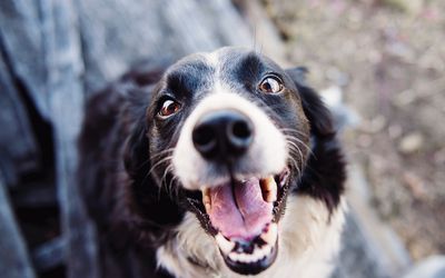 Hundewissen schützt vor Bissen
