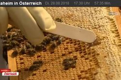 ORF, Daheim in Österreich, Di., 28.8.2018